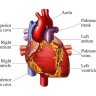 Human Heart: Important Components And Its Functioning