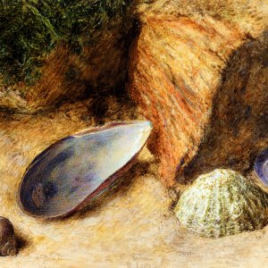 Still Life With Sea Shells On A Mossy Bank
